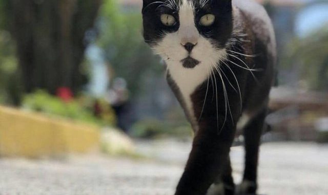 istanbul-universitesi-capa-tip-fakultesinin-fenomen-kedisi-sansli-maskot-haline-geldi