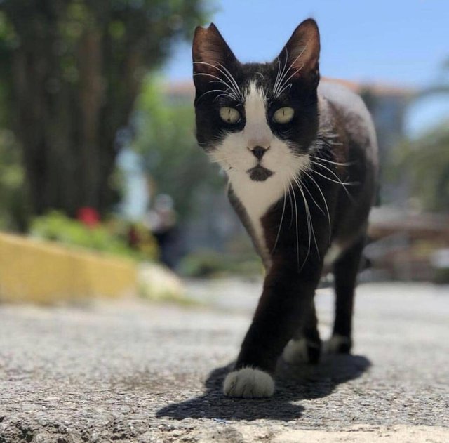 istanbul-universitesi-capa-tip-fakultesinin-fenomen-kedisi-sansli-maskot-haline-geldi