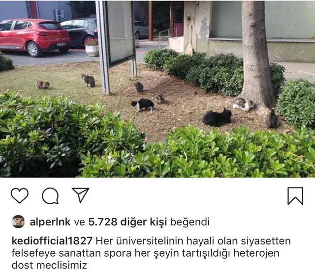 istanbul-universitesi-capa-tip-fakultesinin-fenomen-kedisi-sansli-maskot-haline-geldi