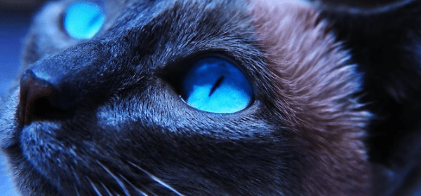 mavi kedi tekniği-sosyal insan