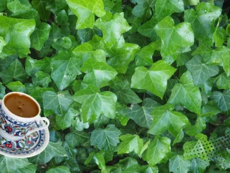 Gizli Mesajlar Taşıyan Fal Sembolleri